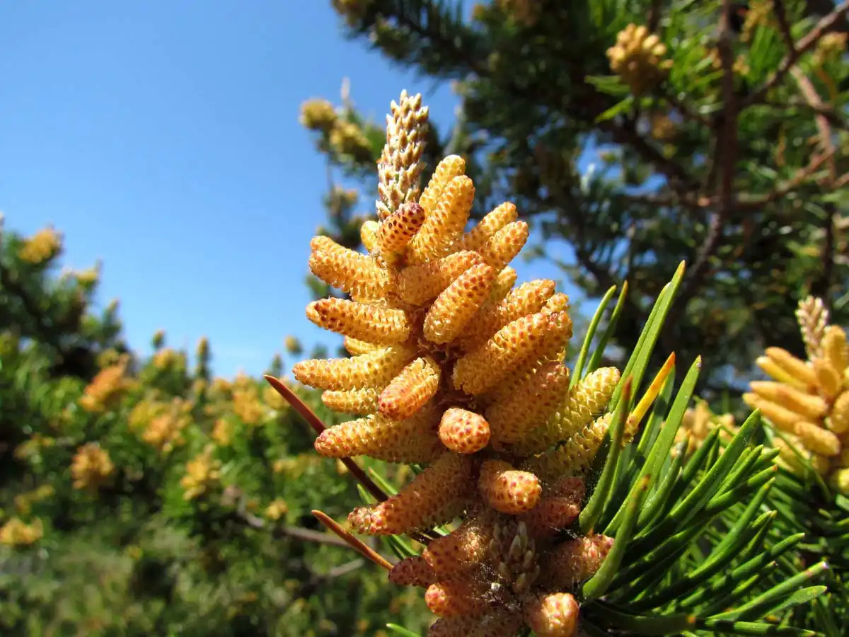 Pine Pollen  Saler.jpg